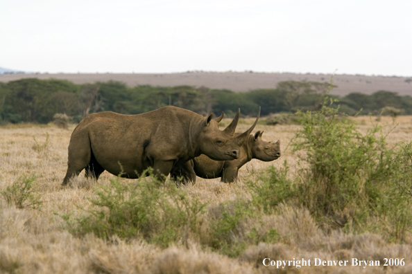 Black rhino in Africa.