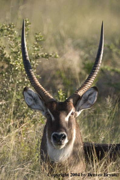 Common Waterbuck bedded down.