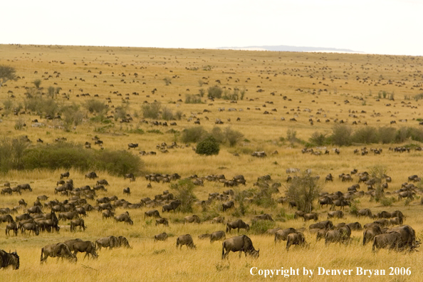 Wildebeast Migration Africa