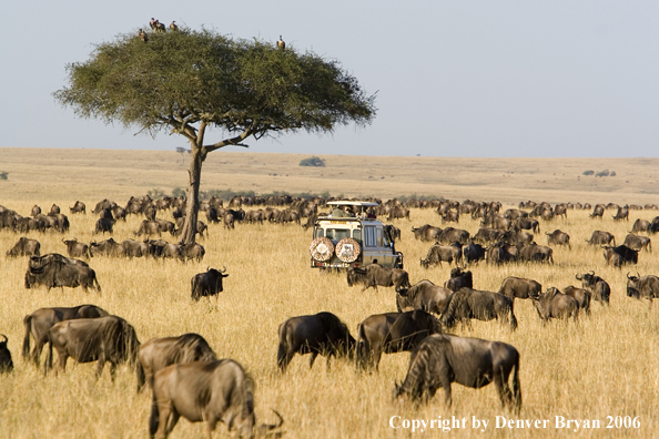 Wildebeast Migration Africa