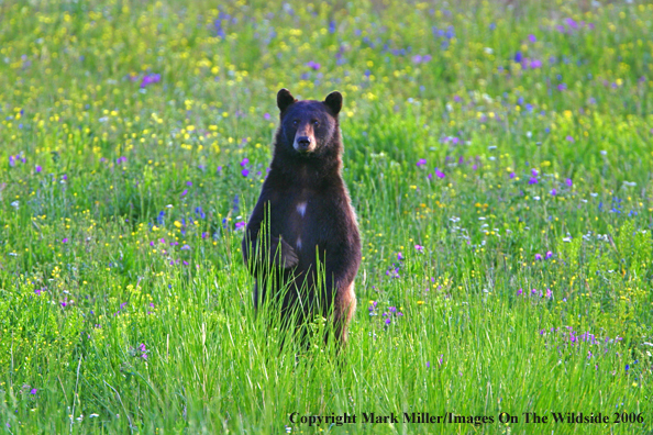 Black bear in habitat.