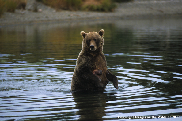 Brown Bear in habitat