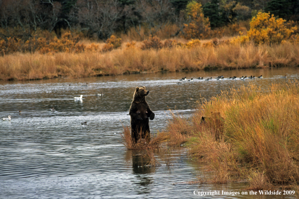 Brown Bear in habitat