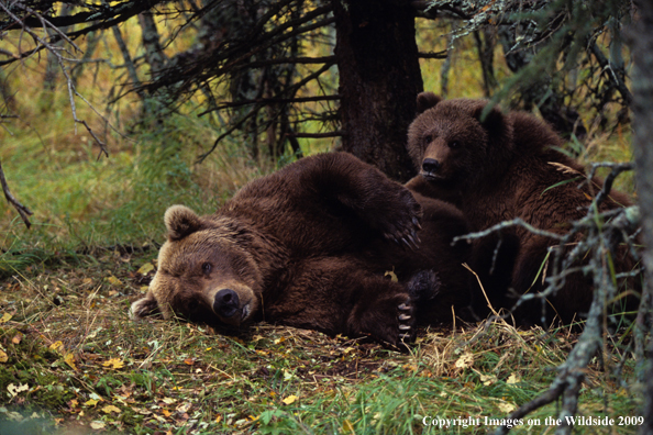 Brown Bear nursing cub