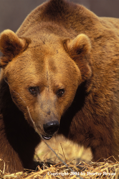 Grizzly Bear walking (portrait)