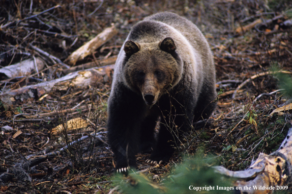 Grizzly bear in habitat