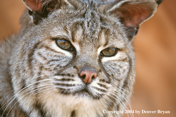 Bobcat in habitat. (portrait)