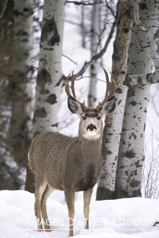 Mule deer in winter.