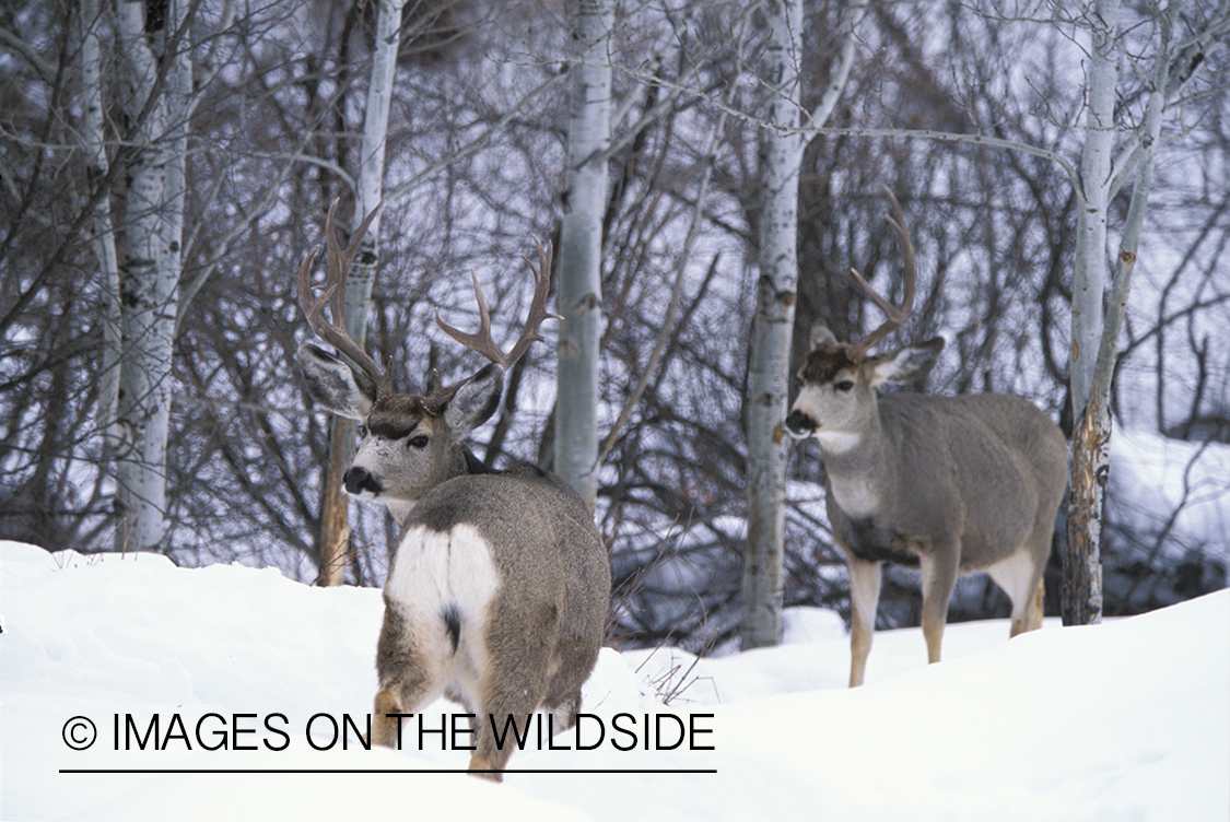 Mule deer bucks in winter.