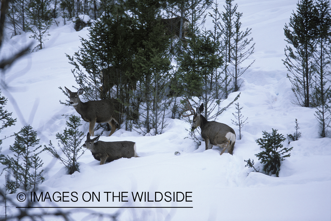 Mule deer buck and does in snow.