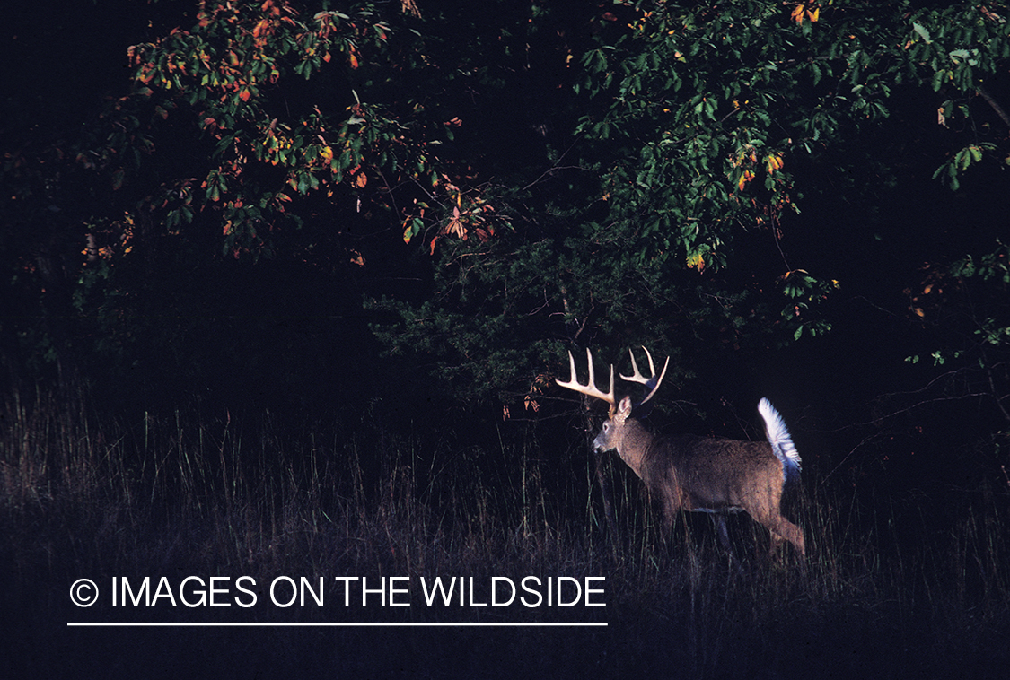 Whitetailed deer in habitat.