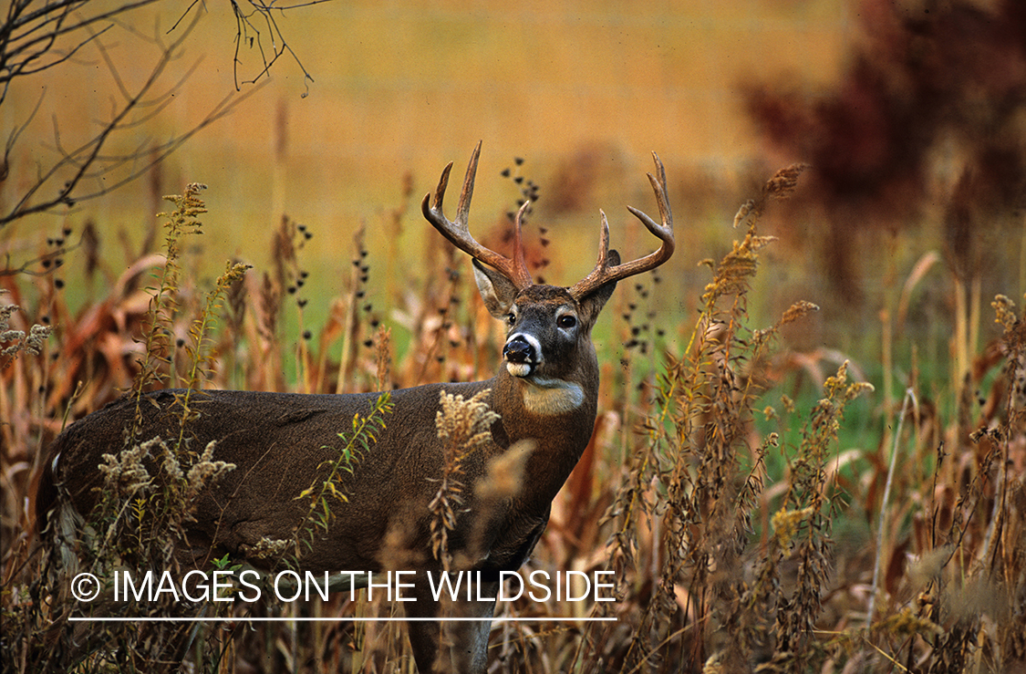 White-tailed deer in habitat