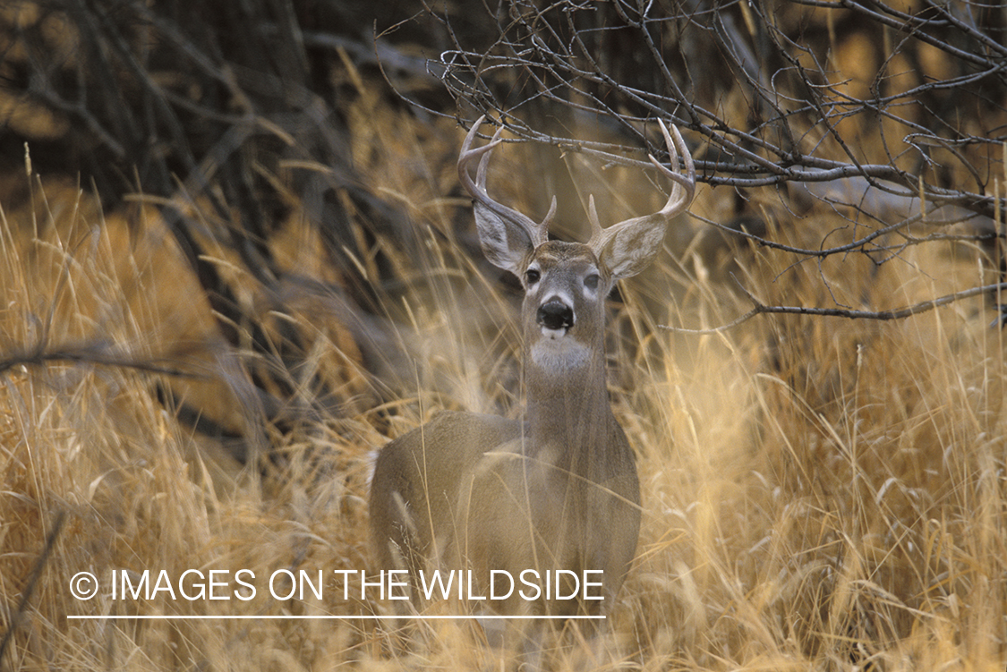 Whitetailed deer in habitat.