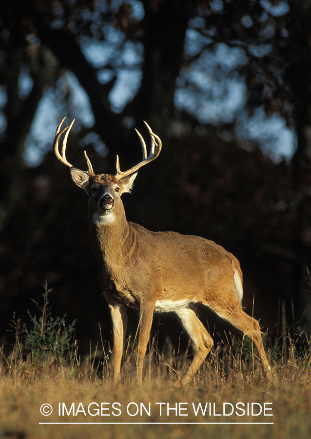 Whitetailed deer in habitat.