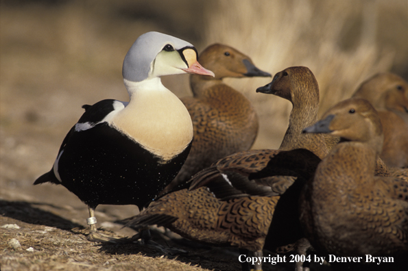 King Eider and Hens