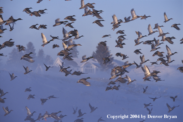 Flock of Mallards in flight