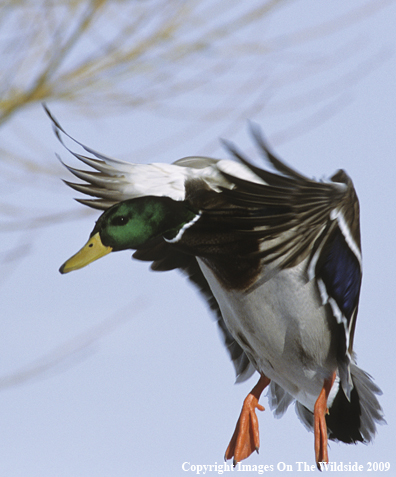 Mallard drake in flight.