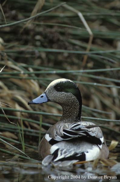 Wigeon drake on water