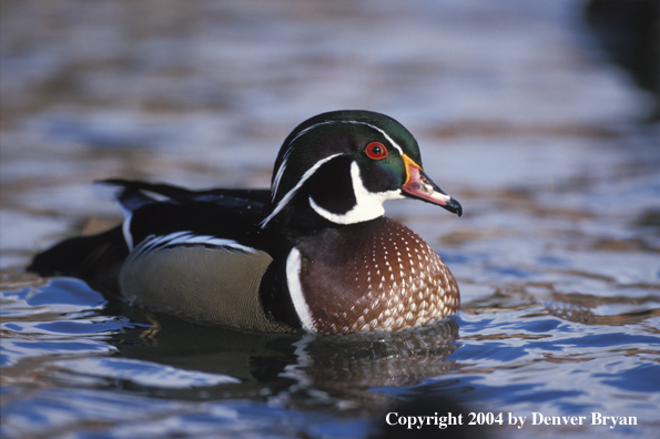 Wood Duck drake on water