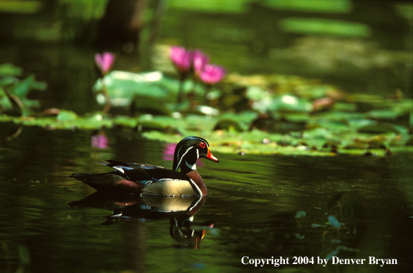 Wood Duck drake on water