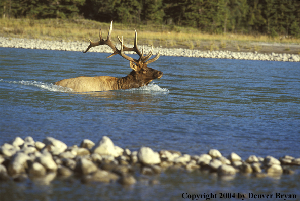 Bull elk swimming