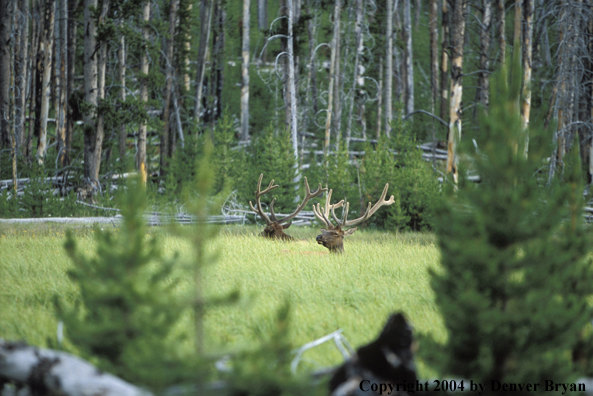 Bull elk bedded