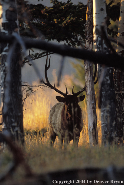 Bull elk in habitat.