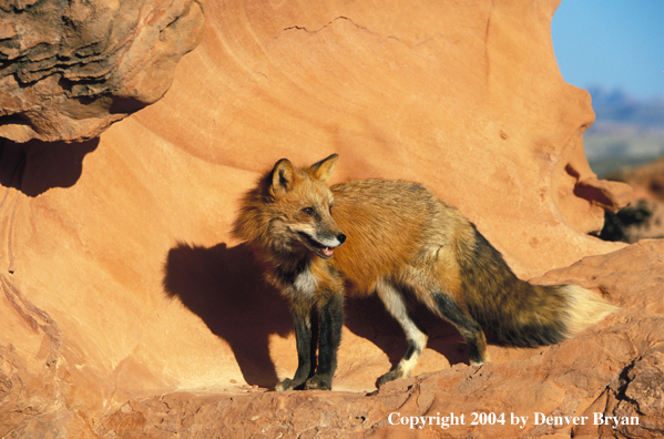 Red fox in habitat.