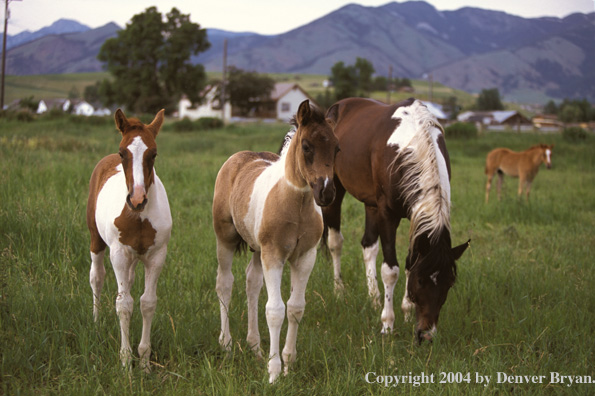 Paint horse and foals in pasture. 