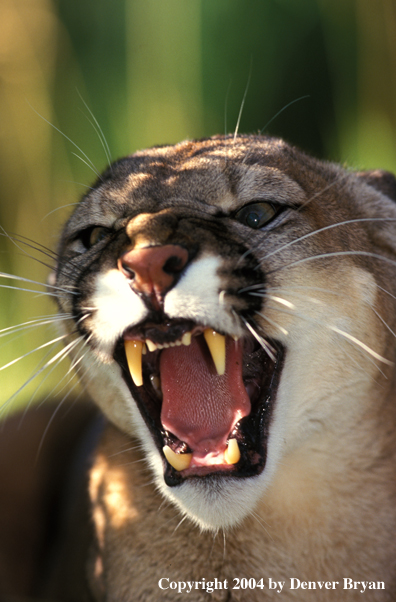 Mountain lion snarling.