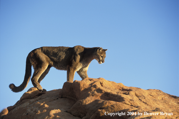 Mountain lion in habitat