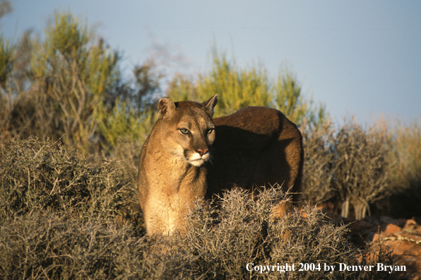 Mountain lion in habitat