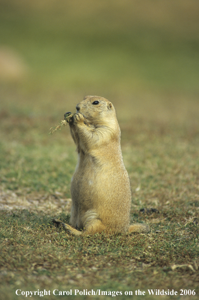 Prairie Dog eating