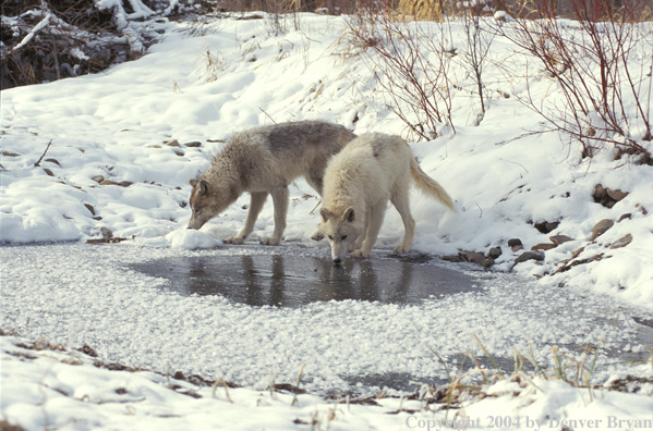 Gray wolves drinking.
