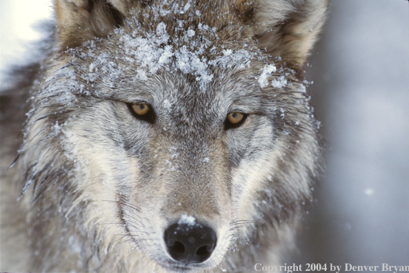 Gray wolf in winter habitat (closeup).