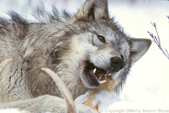 Gray wolf chewing on a bone.