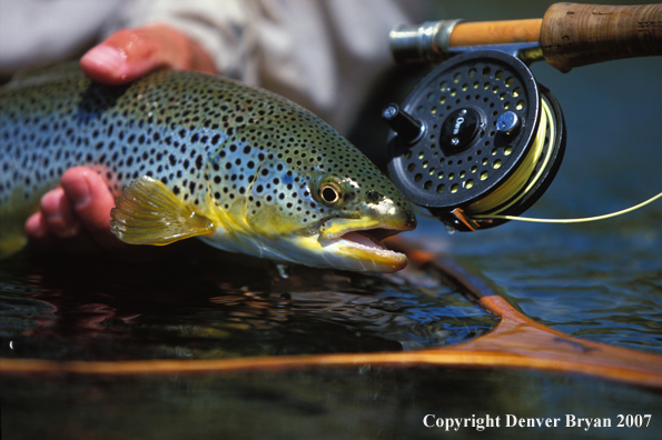 Flyfisherman holding brown trout.