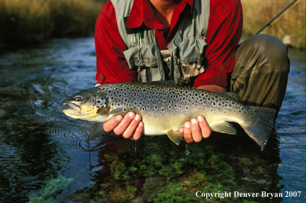 Flyfisherman releasing Brown Trout.