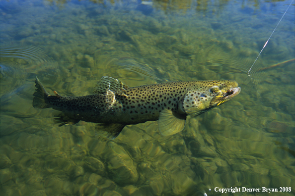 Large Brown Trout on Fly