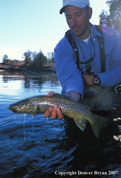 Flyfisherman releasing brown trout.