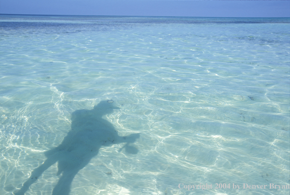 Saltwater flyfisher's shadow.