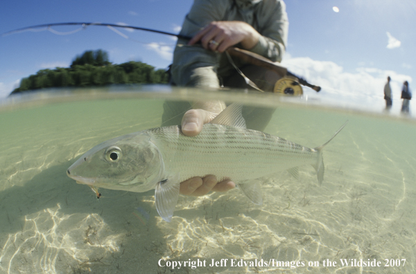 Bonefish underwater