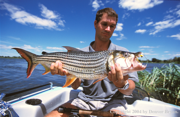 Flyfisherman with tiger fish. 