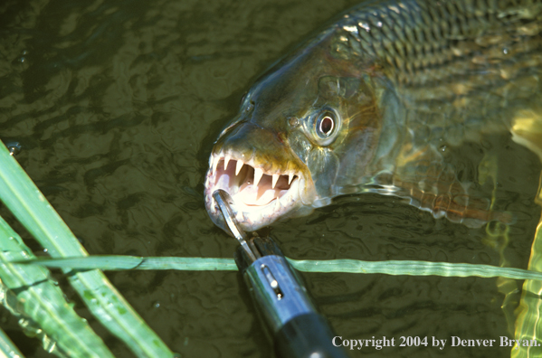 Tigerfish.