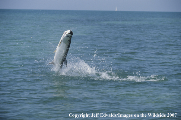 Tarpon