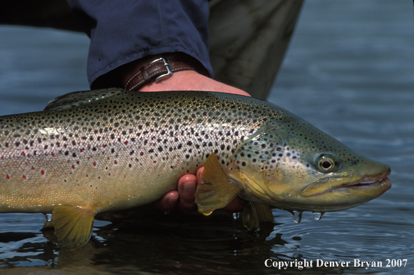 Brown Trout.