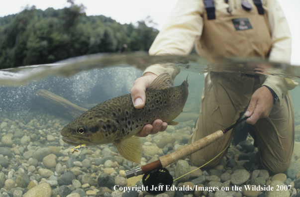 Brown Trout