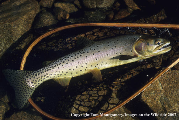 Cutthroat Trout