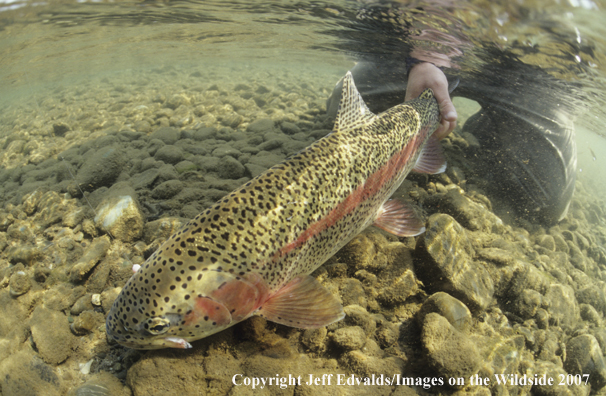 Rainbow Trout