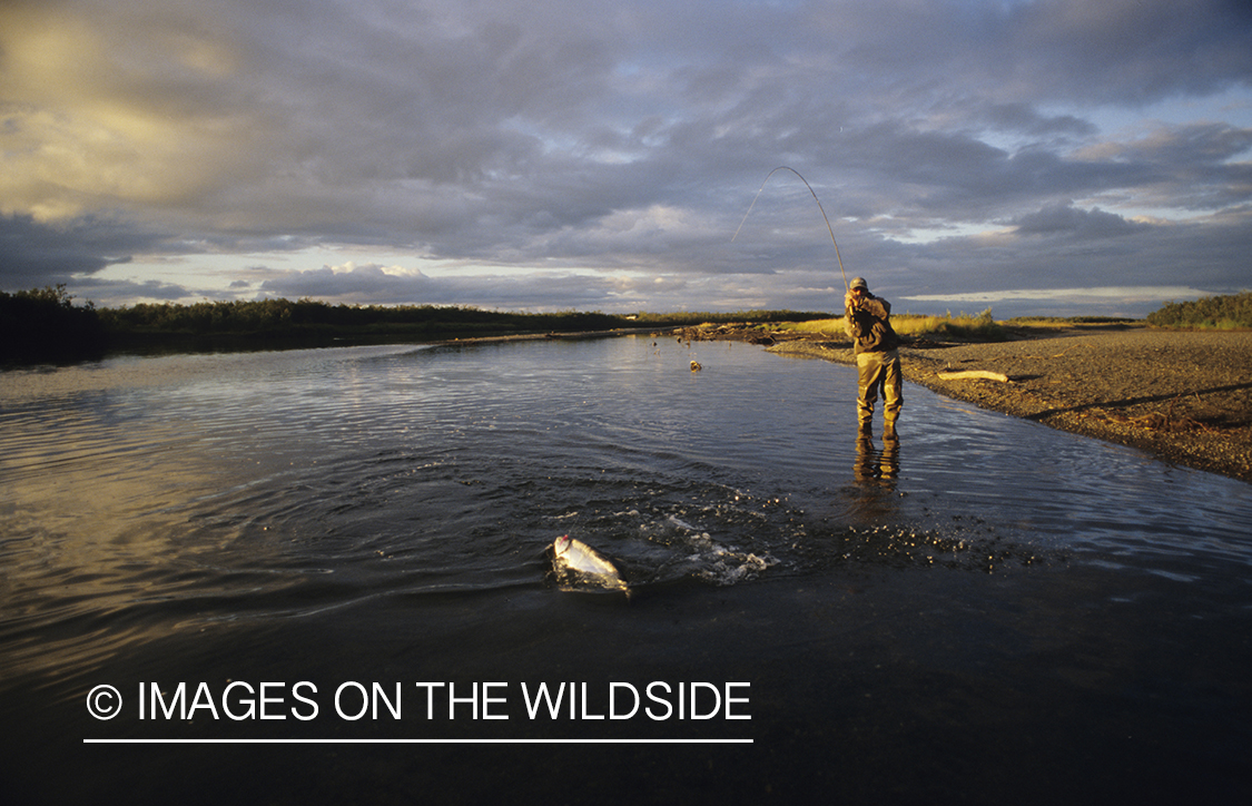 Flyfisherman fighting Salmon.